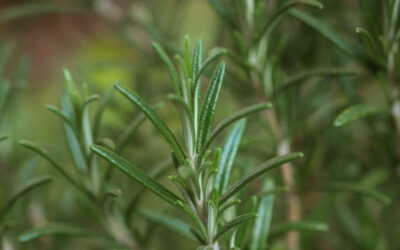 Herbs for January