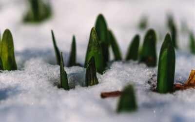 Winter Walk